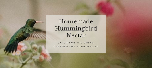 Homemade Hummingbird Nectar