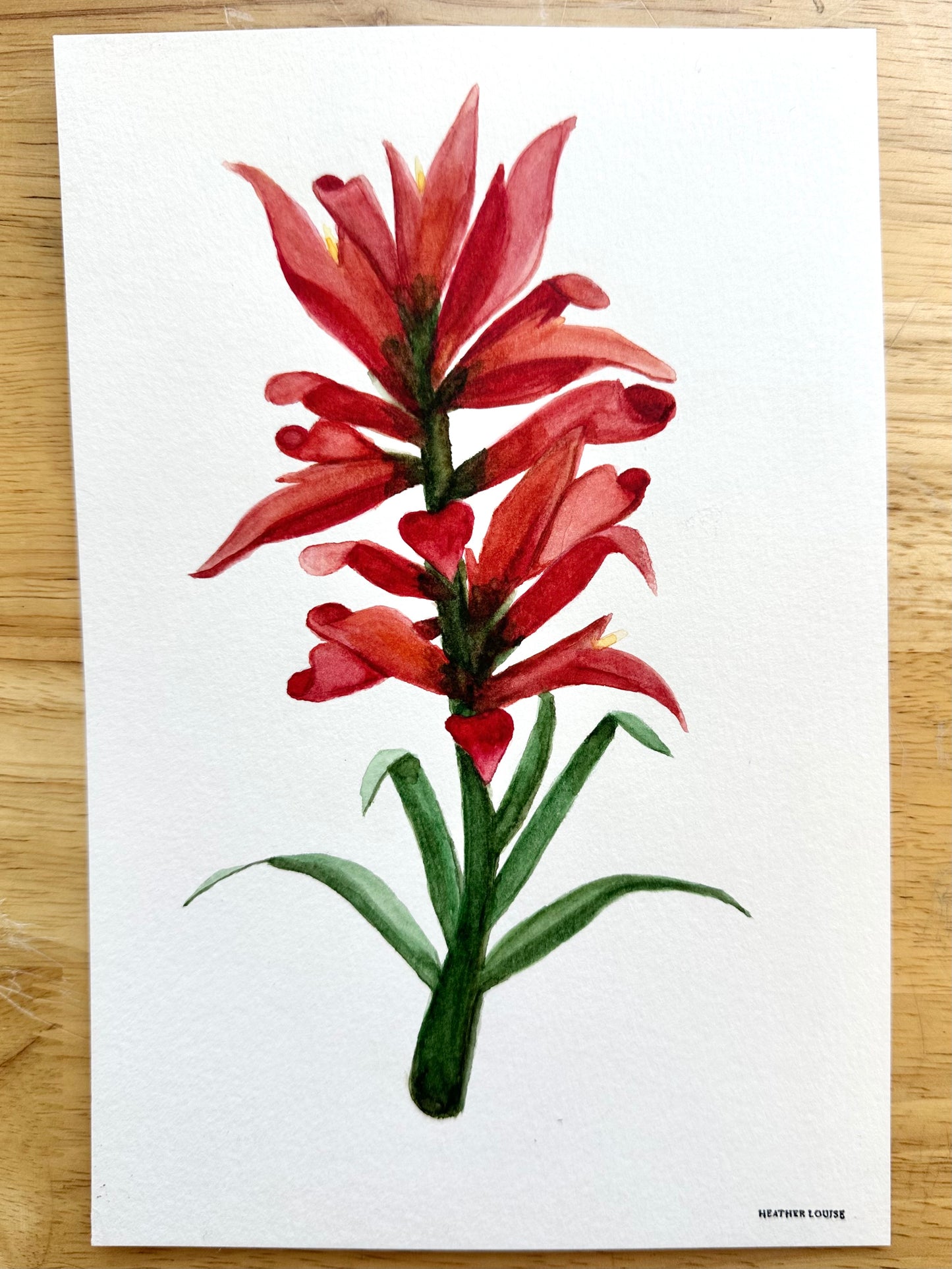 Indian Paintbrush Watercolor Art Print